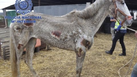 Uno de los caballos desnutridos encontrados en M&aacute;laga