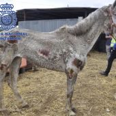 Uno de los caballos desnutridos encontrados en Málaga