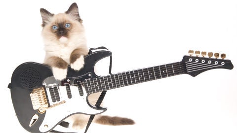 Gato con guitarra