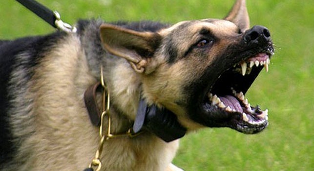 México planta cara a las peleas de perro México planta cara a las peleas de perro