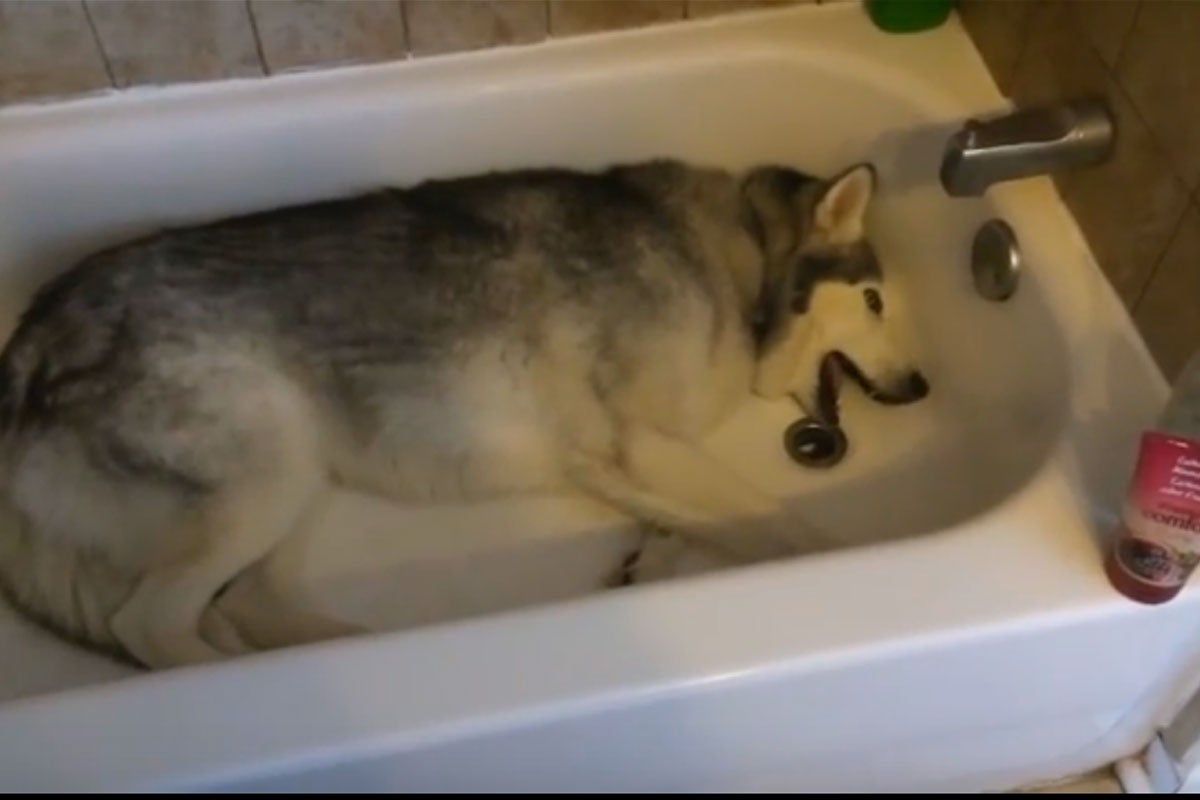 Internet: El husky que se niega a salir de la bañera Internet: El husky que se niega a salir de la bañera