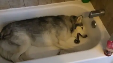 Husky Husky