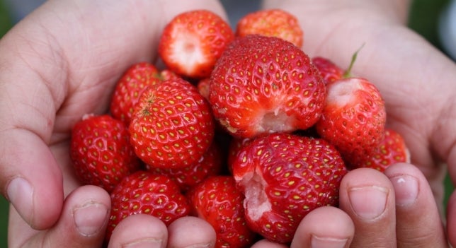 ¿Puedo darle fruta a mi perro? ¿Puedo darle fruta a mi perro?