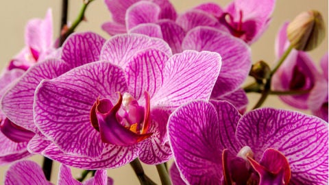 orqu&iacute;dea