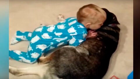 Este beb&eacute; se cae de sue&ntilde;o encima de su perro.