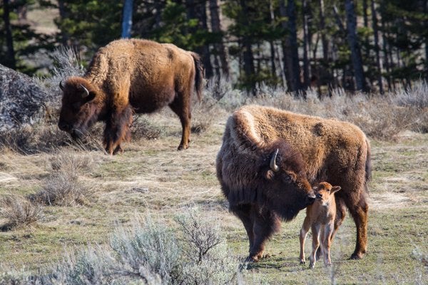 Porfirio, el bisonte de Burgos: "Los bisontes le vamos a quitar el puesto a los perros y los gatos" Porfirio, el bisonte de Burgos: "Los bisontes le vamos a quitar el puesto a los perros y los gatos"