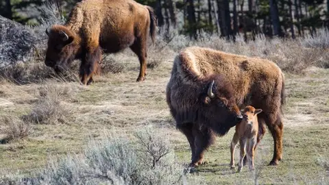 Un grupo de bisontes en el parque de Yellowstone Un grupo de bisontes en el parque de Yellowstone