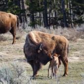 Un grupo de bisontes en el parque de Yellowstone