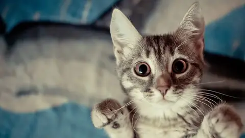 Imagen de un gato Imagen de un gato