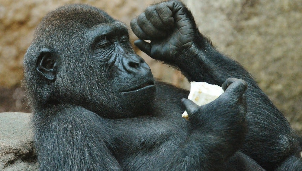 Observan por primera vez gorilas hembra homosexuales
