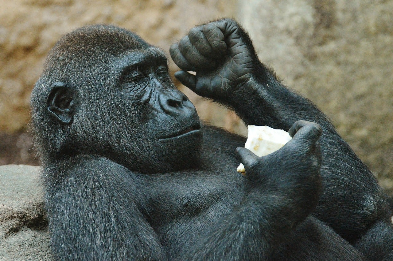Un estudio sobre la forma de caminar de los gorilas cuestiona la evolución del bipedismo Un estudio sobre la forma de caminar de los gorilas cuestiona la evolución del bipedismo