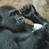 Observan por primera vez gorilas hembra homosexuales