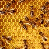 Una colmena de abejas