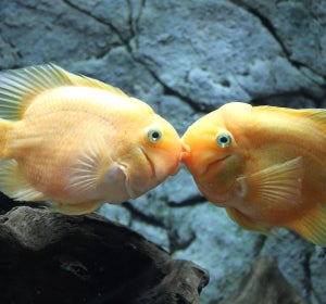 Pareja de peces Pareja de peces
