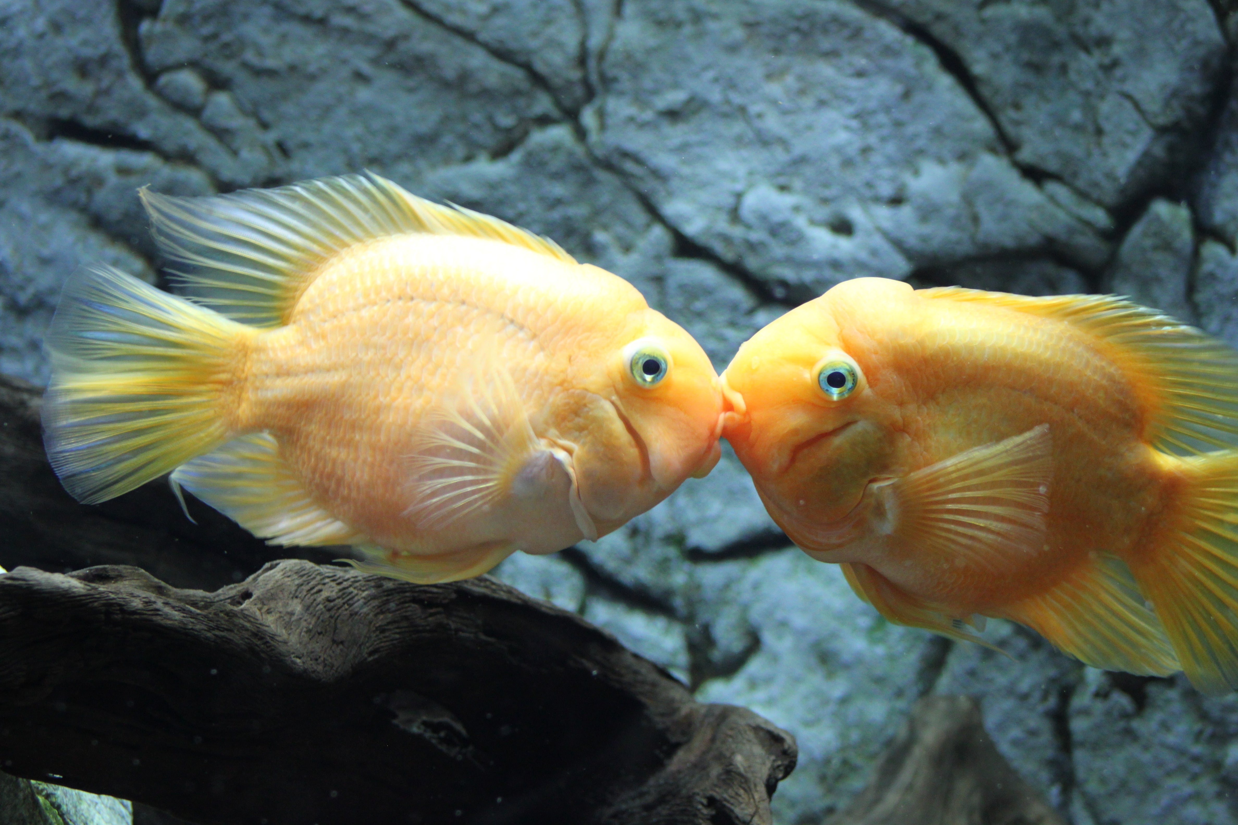 El tamaño de los testículos sí importa... menos para los peces El tamaño de los testículos sí importa... menos para los peces