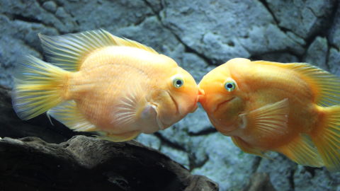 Pareja de peces
