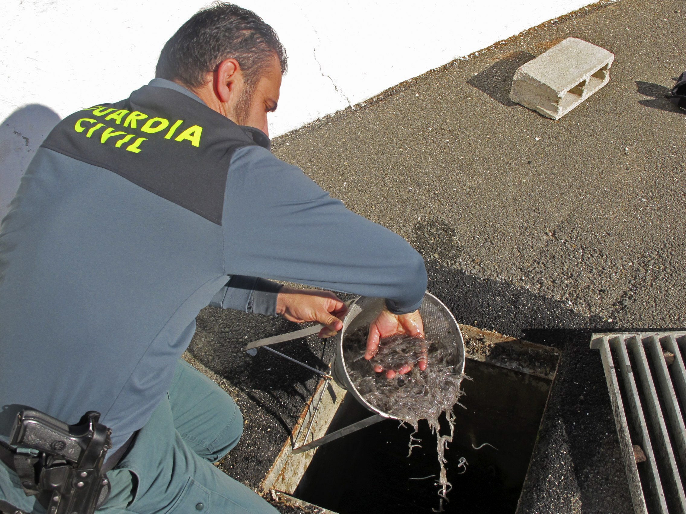 La Guardia Civil desarticula una banda que exportó 2,5 toneladas ilegales de angulas La Guardia Civil desarticula una banda que exportó 2,5 toneladas ilegales de angulas