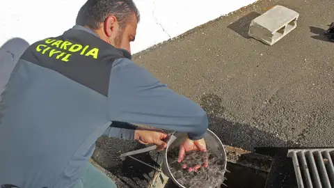Desarticulan una banda que exportó 2,5 toneladas ilegales de angulas Desarticulan una banda que exportó 2,5 toneladas ilegales de angulas