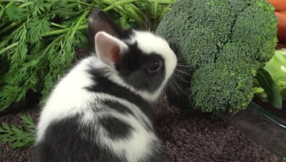 CONEJOS - ¿Qué verduras pueden tomar los conejos