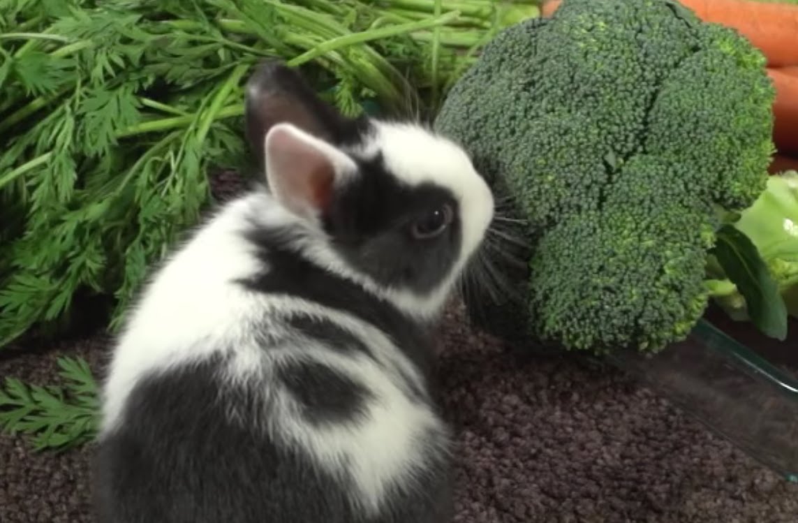 Helados de frutas y verduras para pequeños mamíferos Helados de frutas y verduras para pequeños mamíferos
