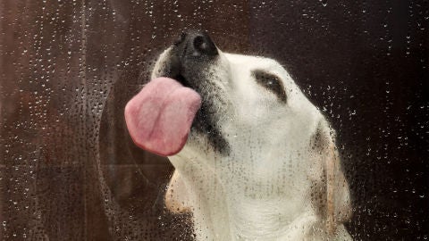 Perro lamiendo