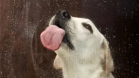 Perro lamiendo Perro lamiendo