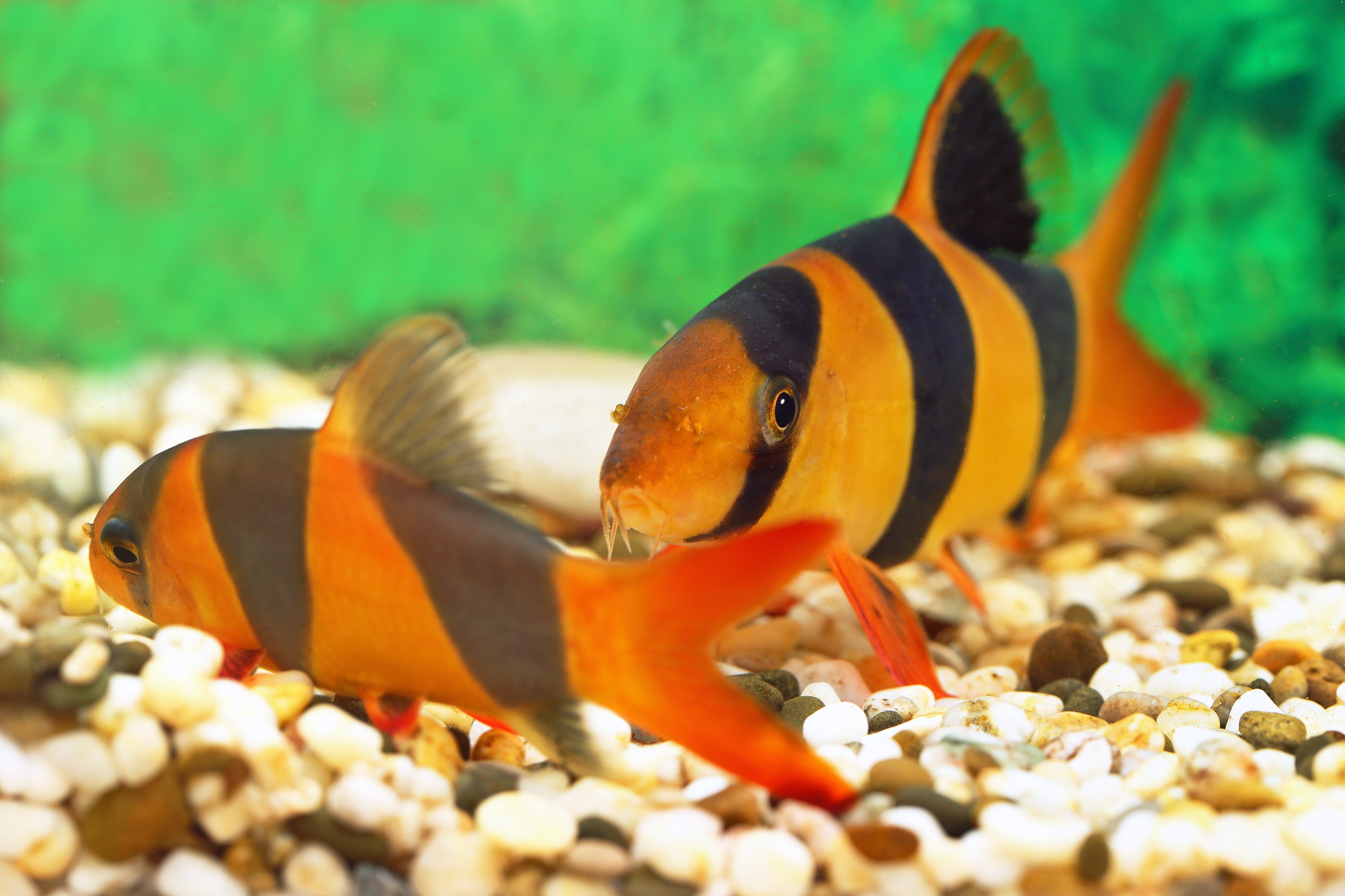 Consejos para tener un acuario saludable: cómo alimentar a tus peces Consejos para tener un acuario saludable: cómo alimentar a tus peces
