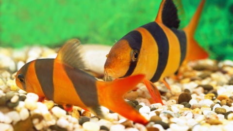 Peces botia