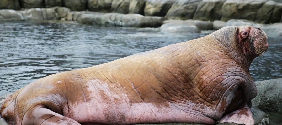 Una morsa sobre una roca en el zoo Una morsa sobre una roca en el zoo