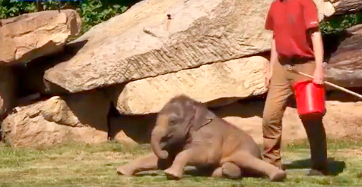 Mamá elefante pide ayuda a sus cuidadores para despertar a su bebé Mamá elefante pide ayuda a sus cuidadores para despertar a su bebé