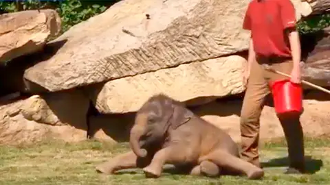 El bebé elefante dormilón El bebé elefante dormilón