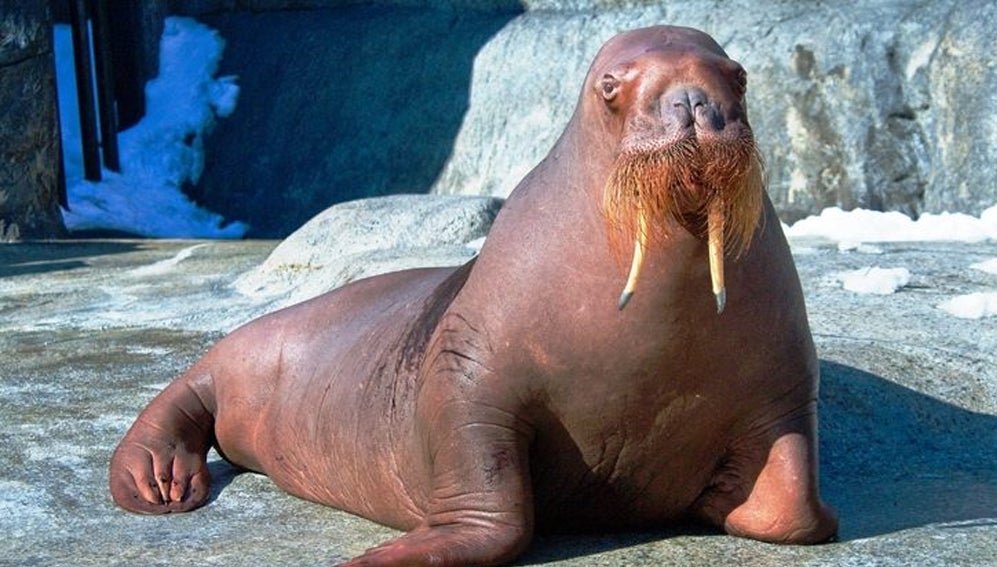 Una morsa ahoga a un hombre que se hacía selfis con ella y al cuidador del zoo que trató de rescatarlo Una morsa ahoga a un hombre que se hacía selfis con ella y al cuidador del zoo que trató de rescatarlo