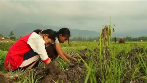 Frame 0.0 de: Denuncian la utilizaci&oacute;n de miles de ni&ntilde;os como mano de obra en plantaciones de tabaco de Indonesia