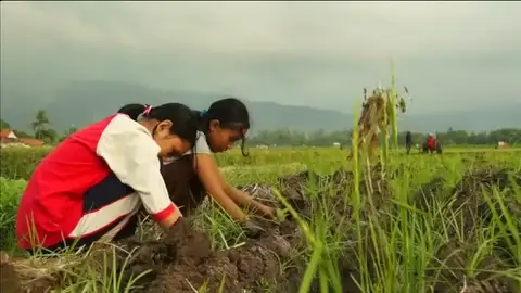 Frame 0.0 de: Denuncian la utilización de miles de niños como mano de obra en plantaciones de tabaco de Indonesia Frame 0.0 de: Denuncian la utilización de miles de niños como mano de obra en plantaciones de tabaco de Indonesia