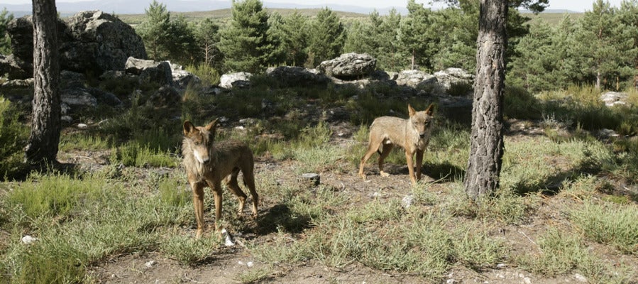 Lobos del Centro Lobos del Centro