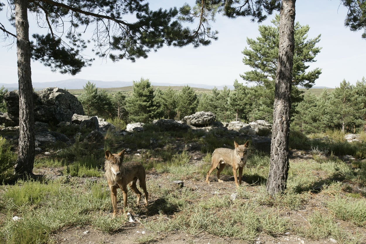 Un lobo hiere de gravedad a un cuidador en Zamora Un lobo hiere de gravedad a un cuidador en Zamora