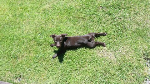 Una perra tumbada en el c&eacute;sped tomando el sol