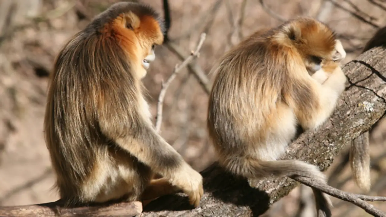 Monos tristes Monos tristes