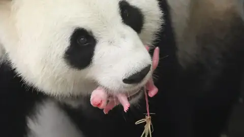 Nace una cría de oso panda Nace una cría de oso panda
