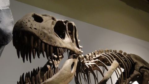 Museo Nacional de Ciencias Naturales de Madrid