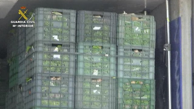 Incautan 2.200 kilos de hachís ocultos en 12 toneladas de acelgas Incautan 2.200 kilos de hachís ocultos en 12 toneladas de acelgas