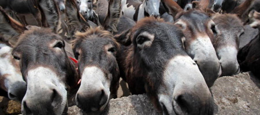 Burros Burros