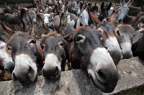 El uso de la gelatina de pellejo de burro en la medicina china El uso de la gelatina de pellejo de burro en la medicina china