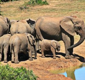 Elefantes en el Parque Kruger de Sudáfrica Elefantes en el Parque Kruger de Sudáfrica