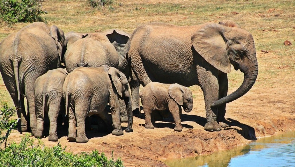 Un elefante mata a un cazador furtivo y su cuerpo es devorado por leones en  Sudáfrica | Onda Cero Radio
