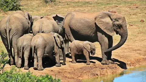 Elefantes en el Parque Kruger de Sudáfrica Elefantes en el Parque Kruger de Sudáfrica