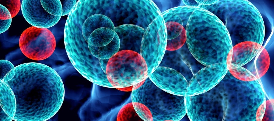 Leucemia Leucemia
