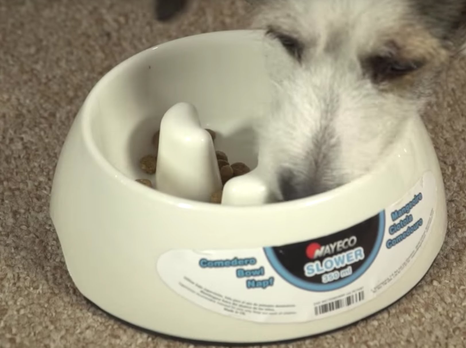 Mi perro ha dejado de comer alimento seco Mi perro ha dejado de comer alimento seco