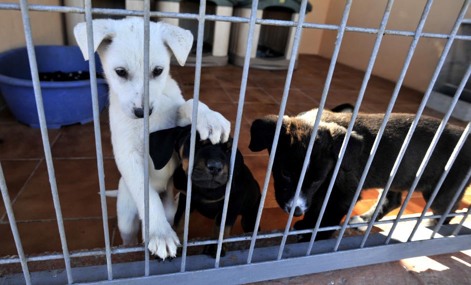 Entra en vigor en Madrid la ley que prohíbe sacrificar animales abandonados Entra en vigor en Madrid la ley que prohíbe sacrificar animales abandonados