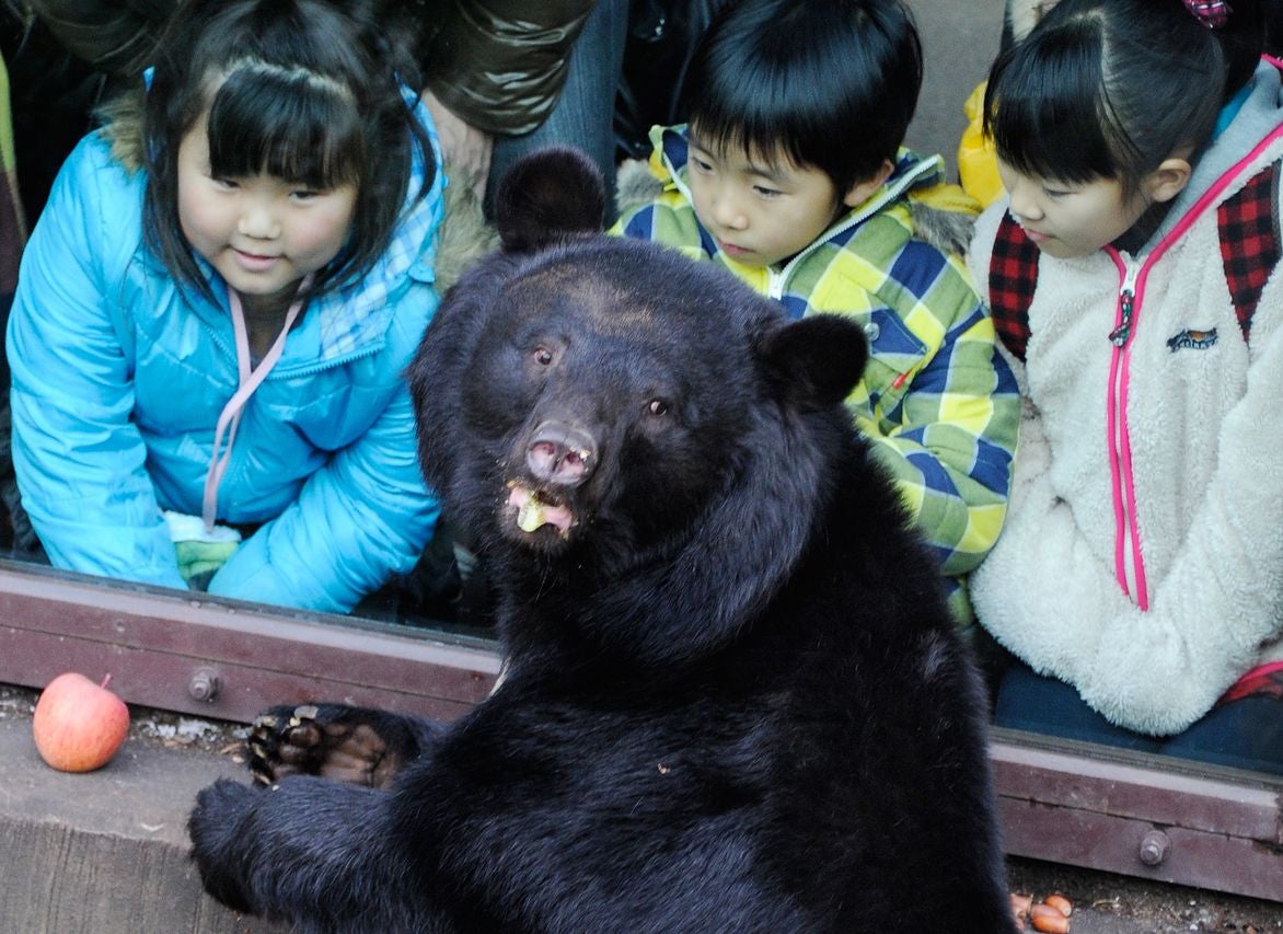 Sichuan el mastinoso tibetano de China: "A los míos los capturan y los venden en el mercado negro" Sichuan el mastinoso tibetano de China: "A los míos los capturan y los venden en el mercado negro"